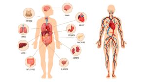 The-Human-Physiology